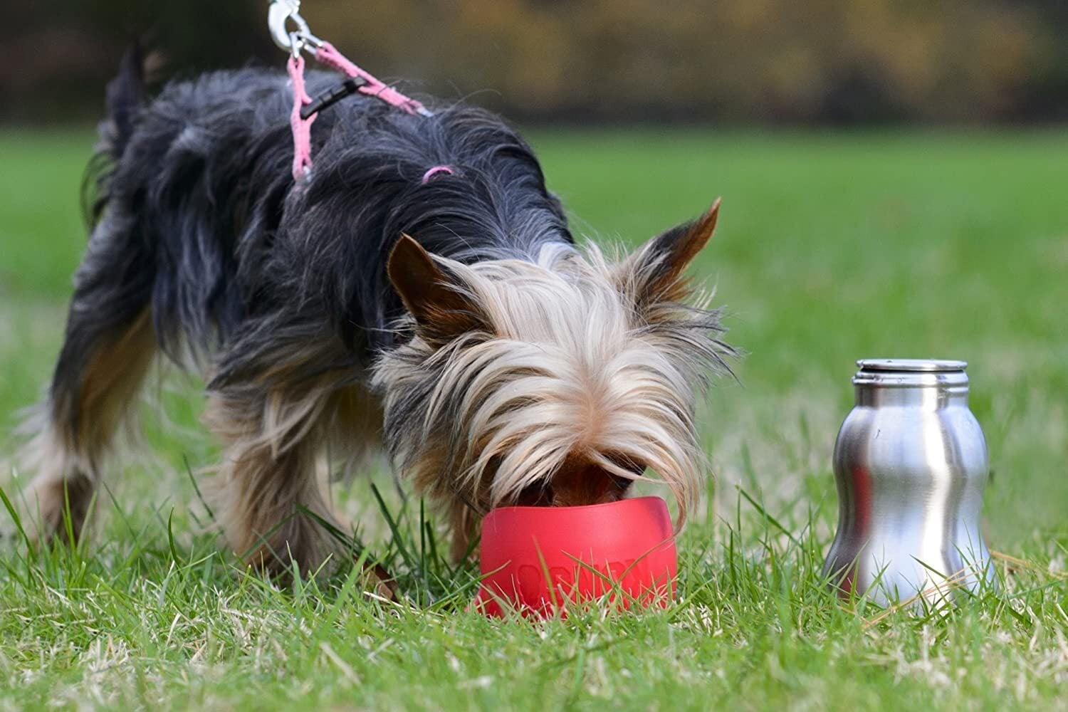 KONG H2O Stainless Steel Water Bottle 270 ml Ladybird Pet Boutique Ltd