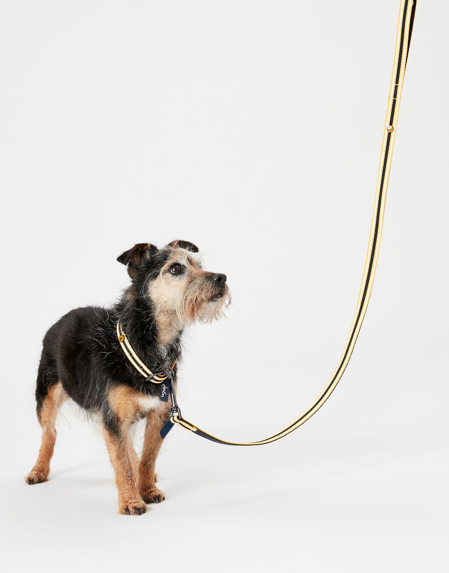 Joules dog lead and collar outlet
