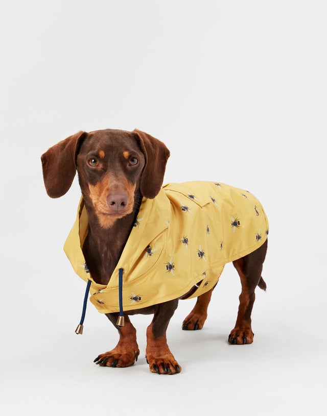 Joules yellow dog coat shop
