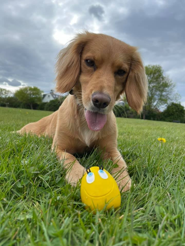 Ovo eggs dog toy online