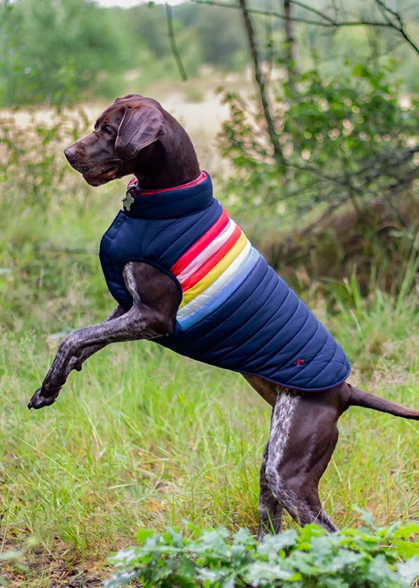 Joules matching dog coats online